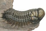 Pair of Crotalocephalina Trilobite Fossils - Atchana, Morocco #225374-3